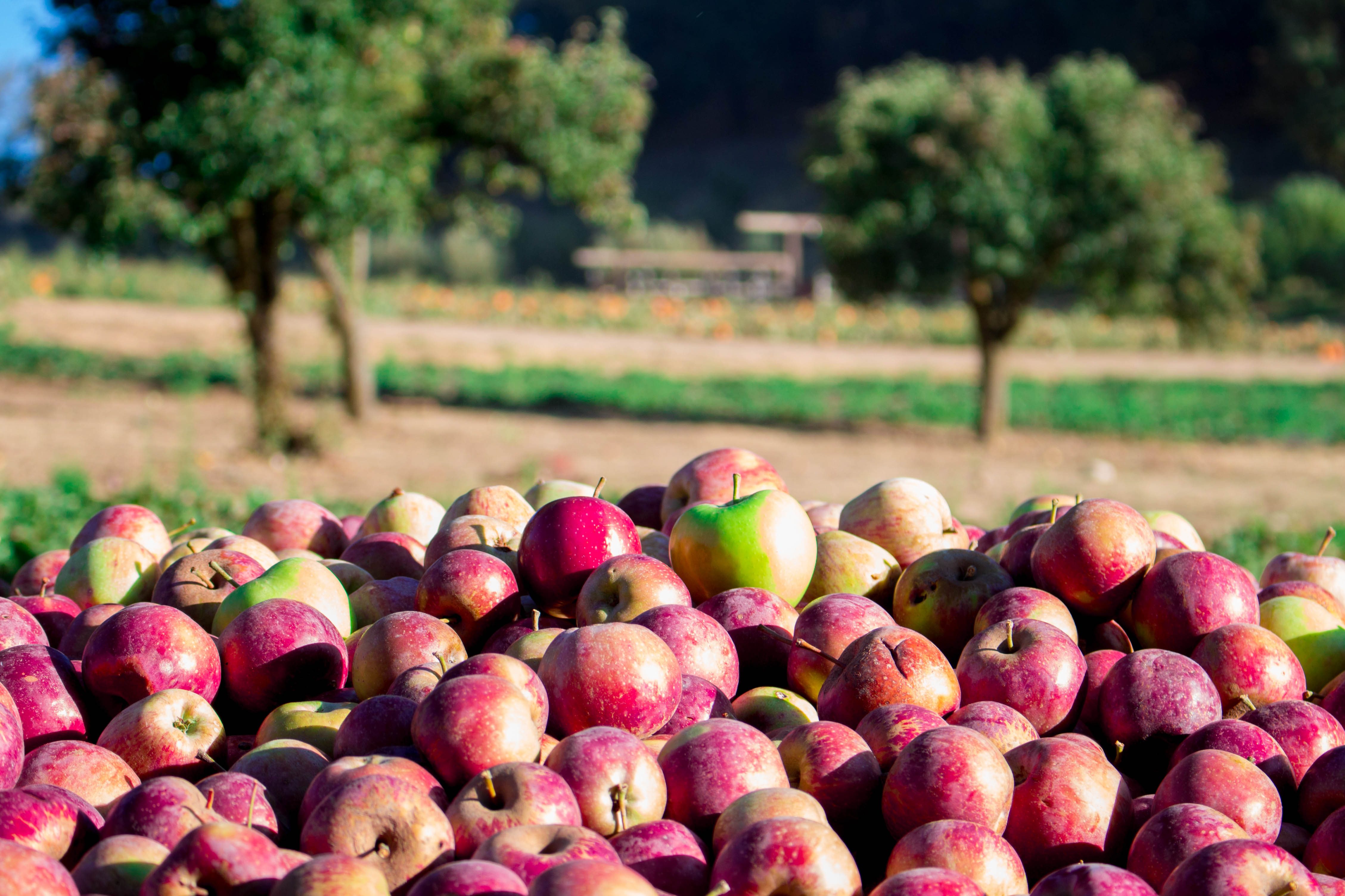 The Best Place To Go Apple Picking In Every State Reader S Digest