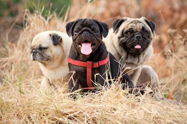 Black puppy pug dog sitting with fawn pug dog on dry grass with dry Leaves background.