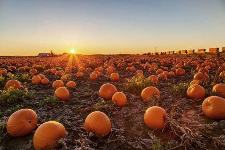 The Best Pumpkin Patch in Every State | Reader's Digest