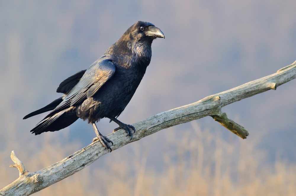 How many Ravens does it take eat a Bengal? : r/ravens