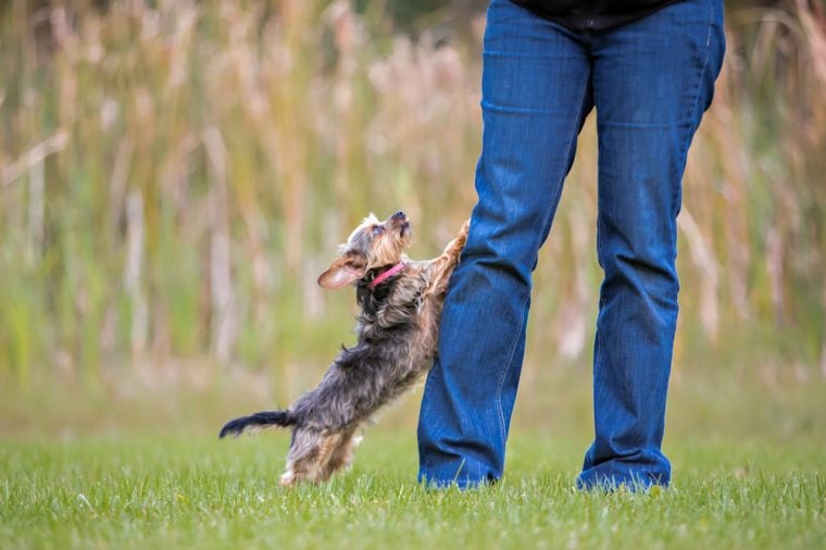 Mistakes Every Dog Owner Makes Readers Digest