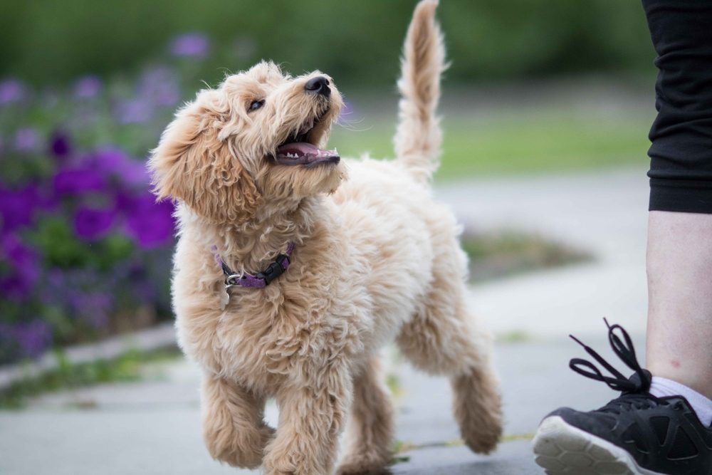 Canine IQ: How Smart is Your Dog?