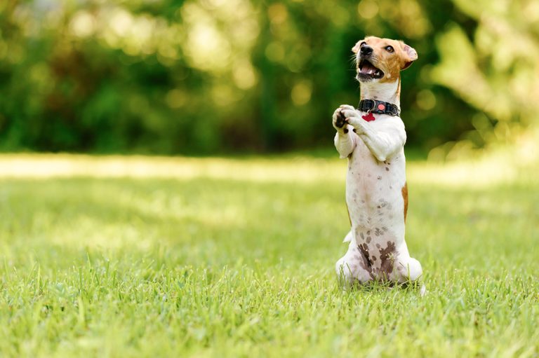 How Smart Is Your Dog? Here's How to Tell | Reader's Digest