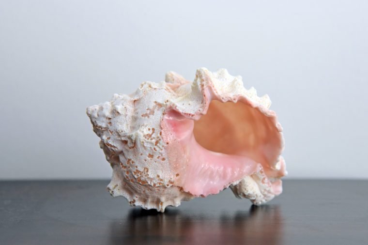 빈 공간을 가진 테이블에 고립 된 conch 포탄