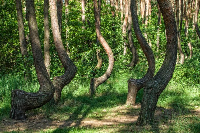 The Crooked Forest. Oddly-shaped pine trees. "Nowe Czarnowo", West Pomerania, Poland