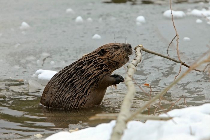 closeup of an adult beaver swims in a frozen lake in the winter and gnawing tree