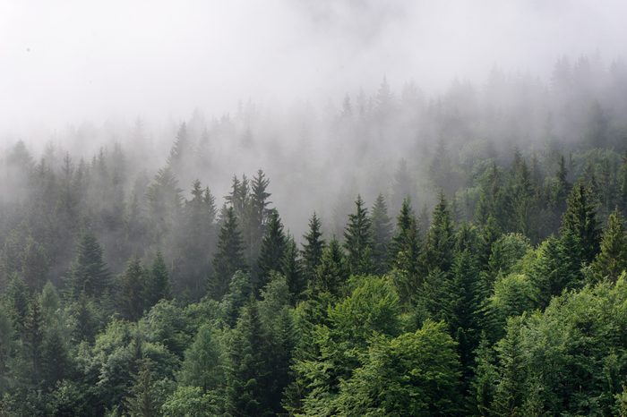 Evergreen Forest Overview - Tops of Tall Green Trees with Dense Fog Rolling In Over Lush Wilderness