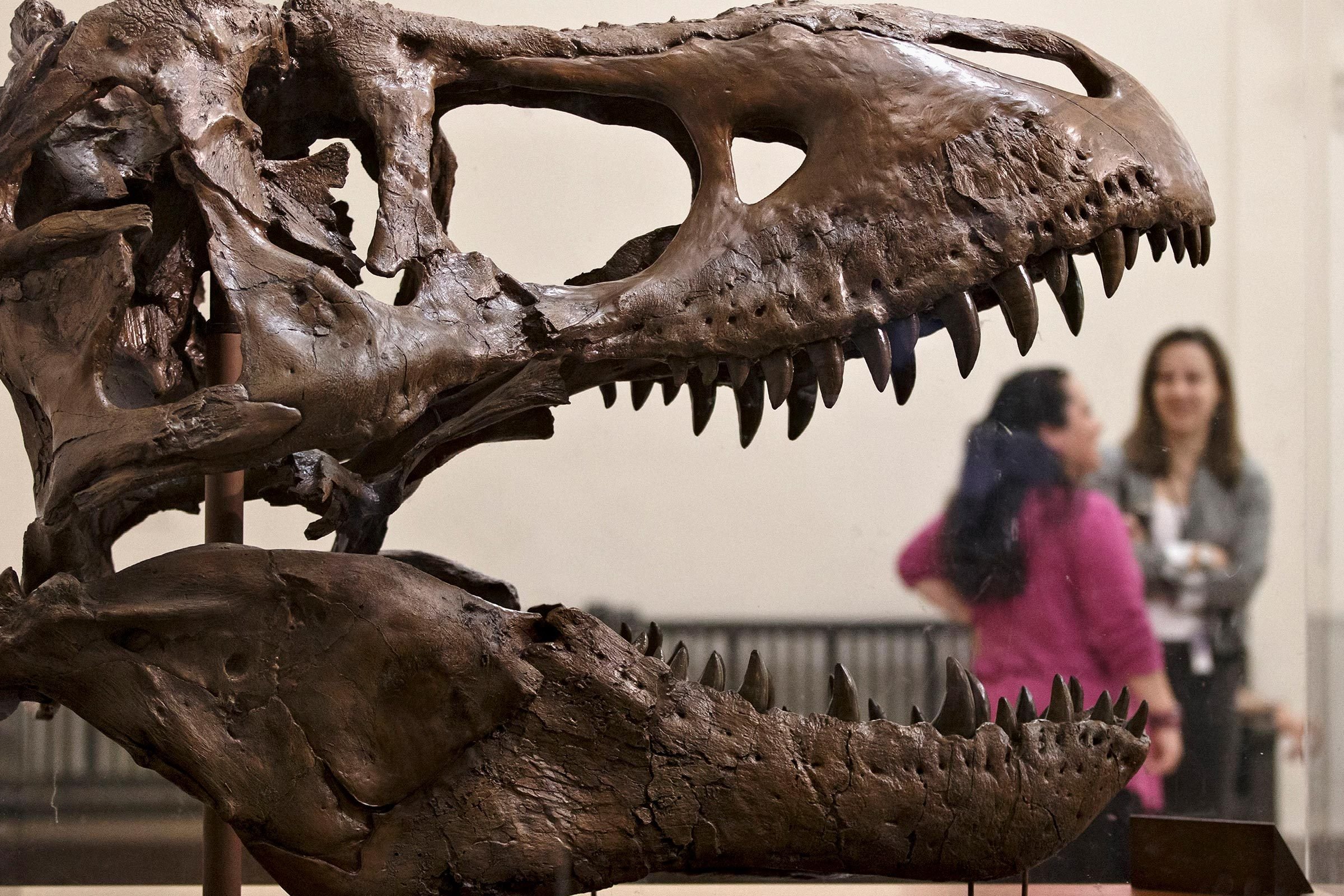 the-best-dinosaur-museums-in-the-world-reader-s-digest