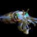 13 Incredible Photos of Animals That Can Glow in the Dark