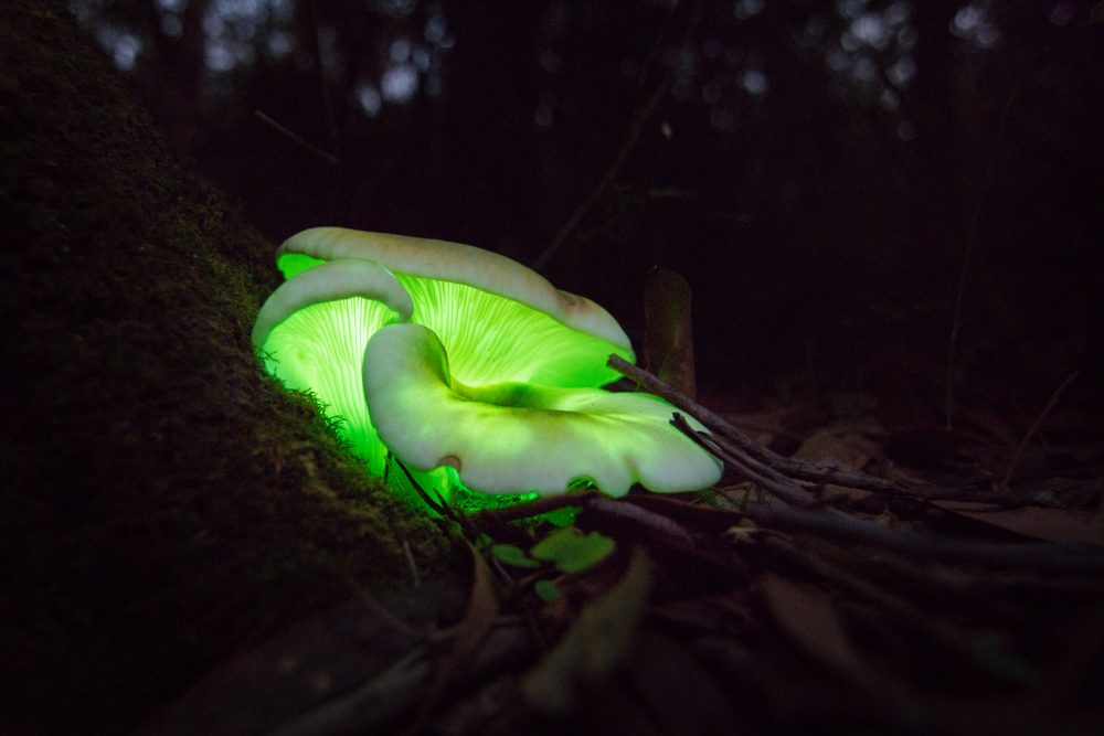 Incredible Photos of Animals That Can Glow in the Dark | Reader's Digest