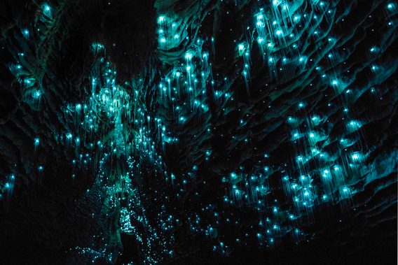 Incredible Photos of Animals That Can Glow in the Dark | Reader's Digest