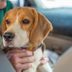 15 Surprising Benefits of Adopting a Shelter Dog