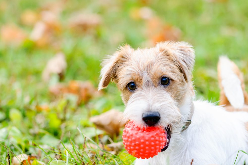 Things You Should Never Do When Buying Your Pet Toys