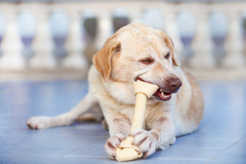 Dog Chew Bones