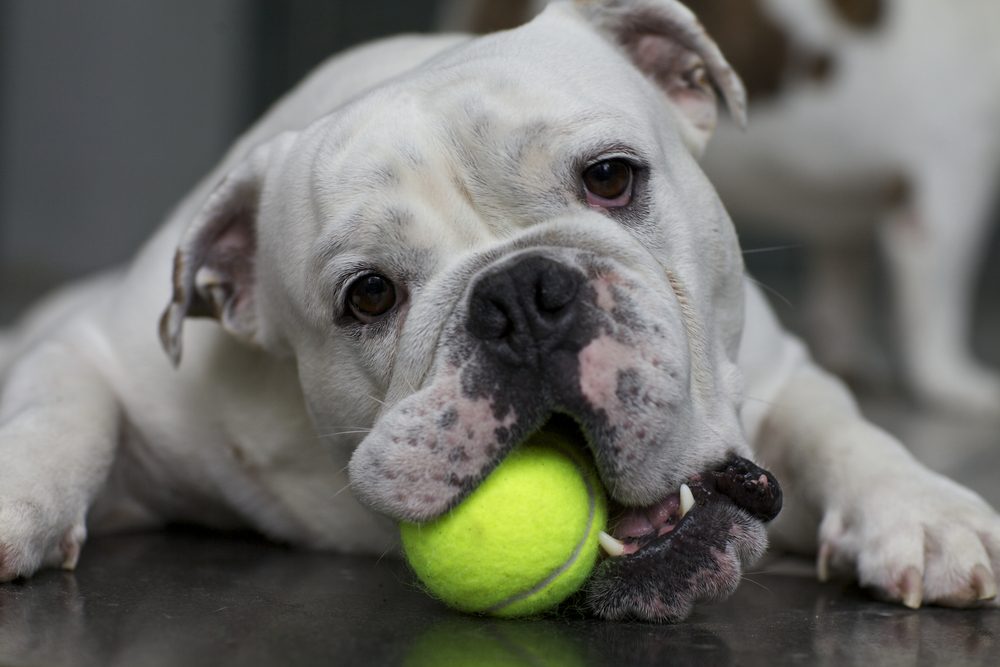 Things You Should Never Do When Buying Your Pet Toys