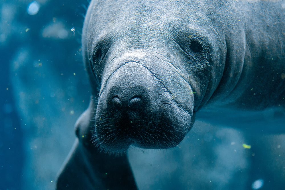 Things You Never Knew About Manatees | Reader's Digest