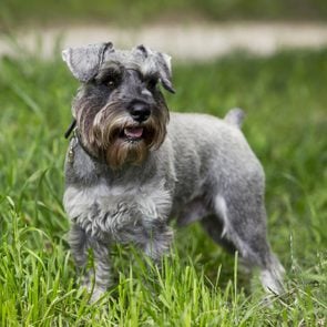 the dog breed miniature schnauzer on a green grass
