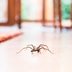 This Simple Hack Will Keep Spiders Out of Your House