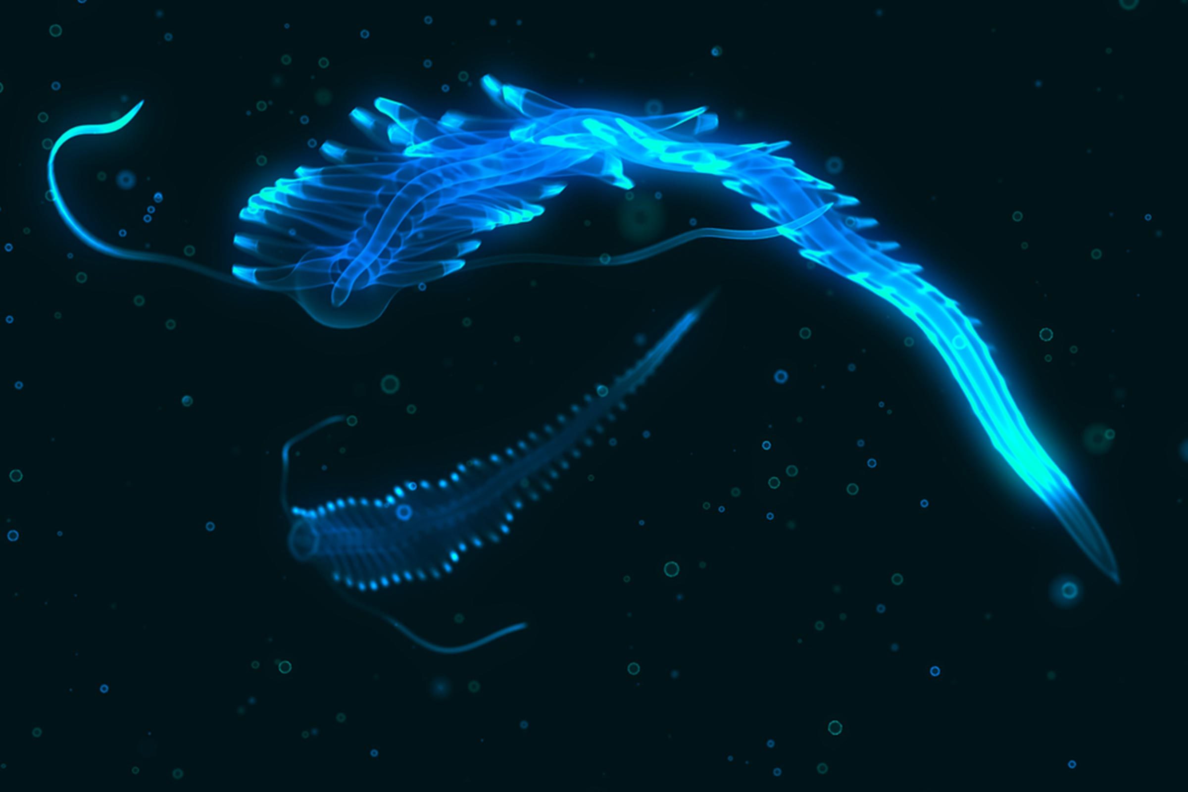 Incredible Photos of Animals That Can Glow in the Dark | Reader's Digest