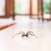 Here’s Why You Should Never Kill a Spider