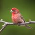 Can You Guess the Official State Bird of All 50 States?