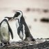 15 Penguin Pictures That Will Absolutely Melt Your Heart