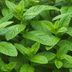 What’s the Difference Between Peppermint and Spearmint?