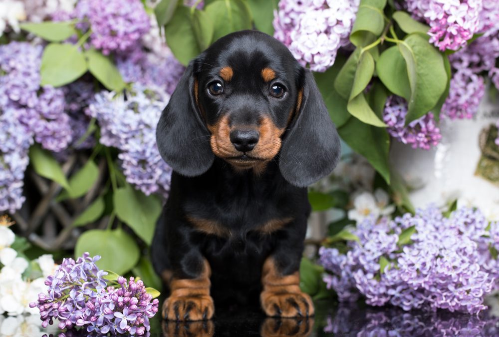 Cutest Dog Breeds as Puppies | Reader's Digest