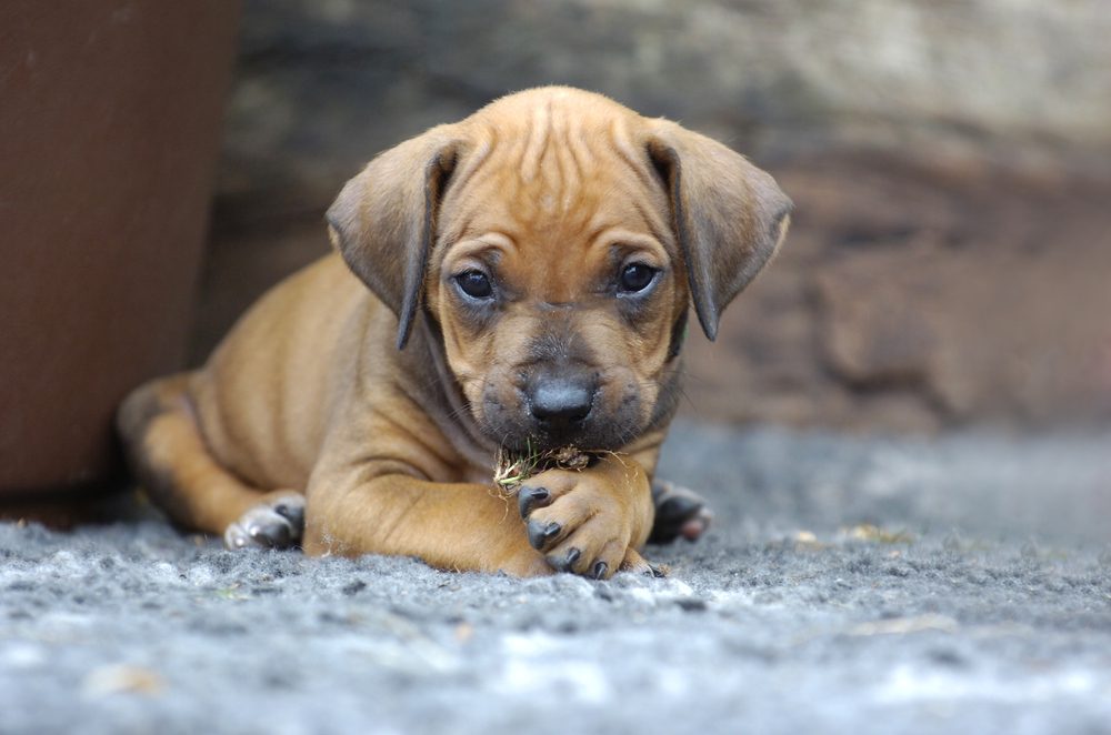 귀여운 강아지, 가장 귀여운 강아지 품종, 귀여운 강아지, 정원에서 노는 어린 Rhodesian Ridgeback 강아지