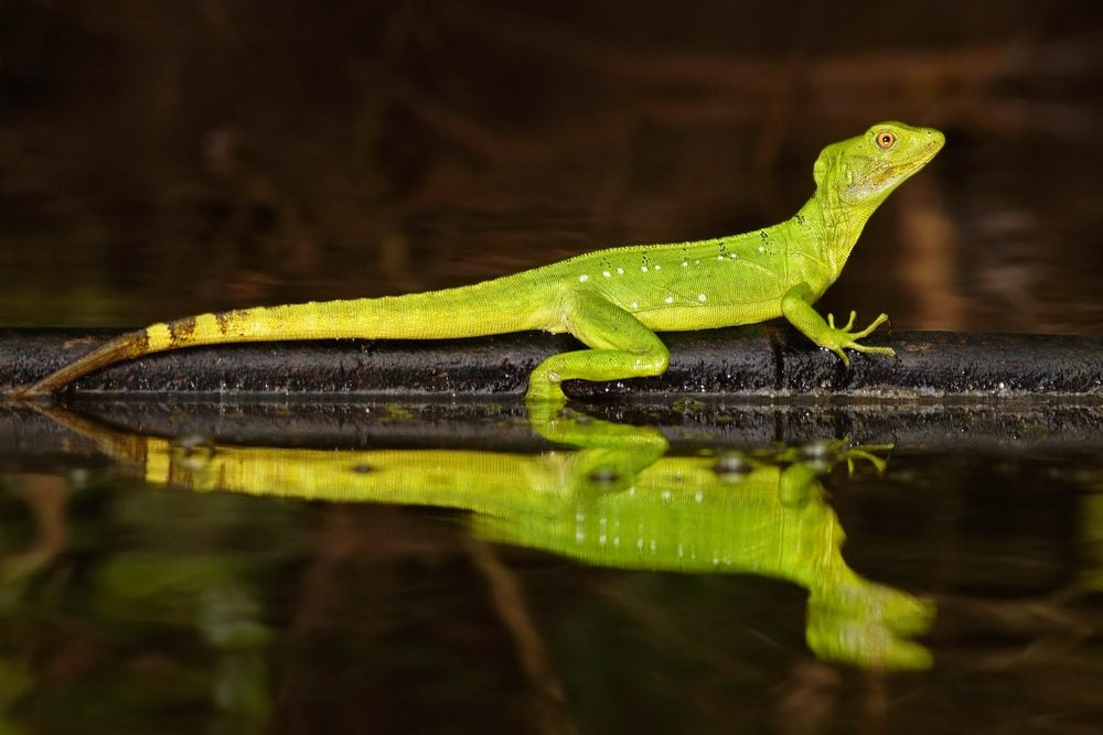 Animals You Never Knew Could Walk on Water | Reader's Digest