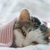 13 Silent Signs Your "Healthy" Cat Is Actually Sick