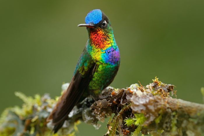 The Most Colorful Animals in the World | Reader's Digest