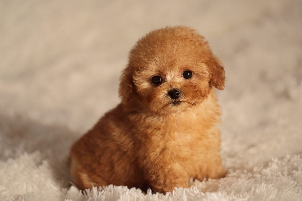 7 Gucci Dog ideas  cute puppies, cute dogs, puppies