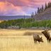 20 Amazing Wildlife Photos in Yellowstone National Park