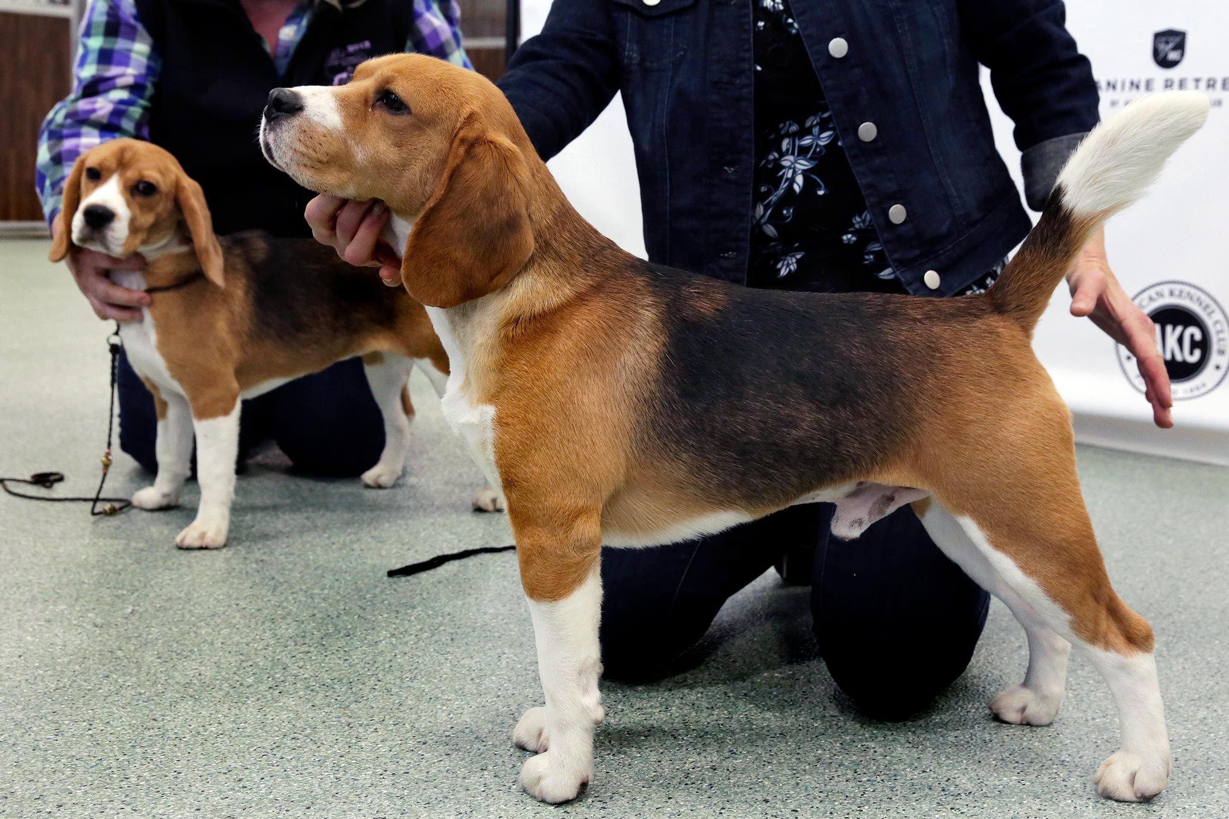 How the American Kennel Club Decides New Dog Breeds Reader's Digest