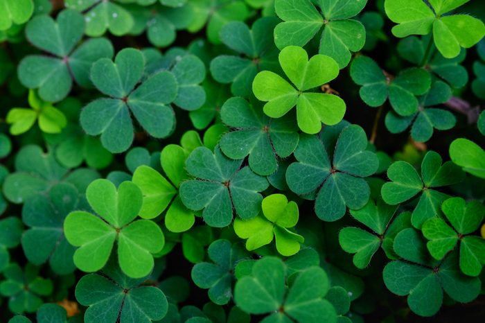 St Patrick S Day Traditions That Will Bring You Luck Reader S Digest