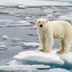 13 Polar Bear Facts You Never Knew