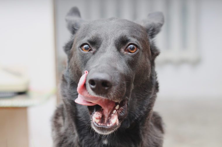 funny dog licks lips with Tongue Out