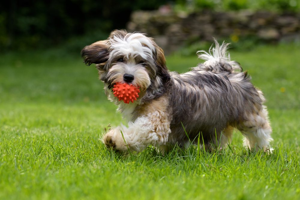 Exercise a dog: Consider age, breed, and overall health