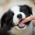 How to Stop a Puppy from Biting, According to Dog Trainers