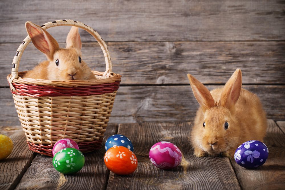 Easter bunny with eggs on wooden background