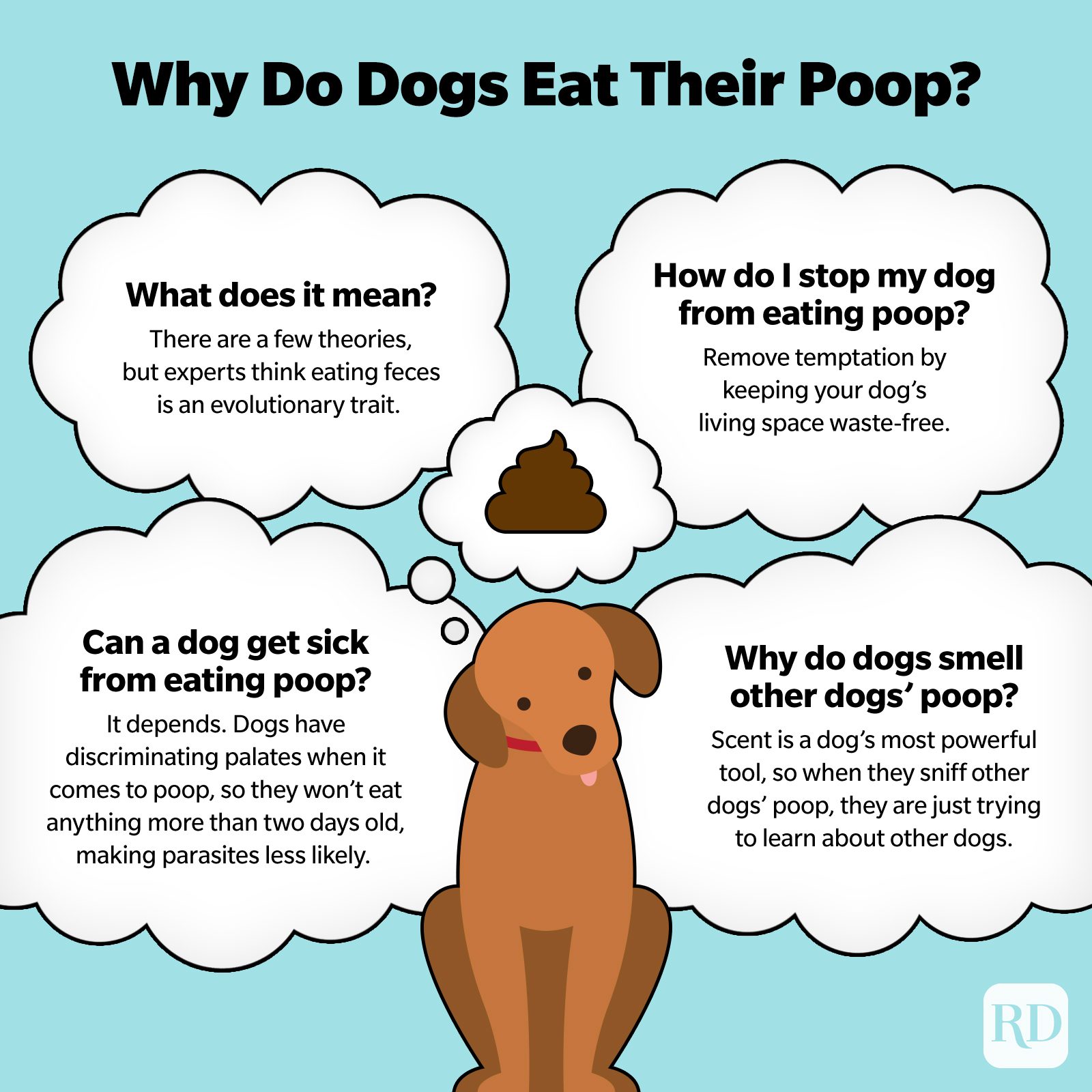 RD Why Do Dogs Eat Their Poop Infographic V2 ?fit=680