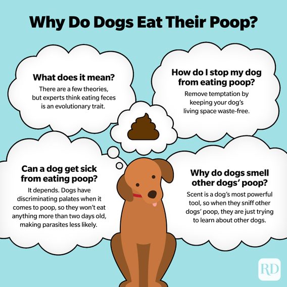 RD Why Do Dogs Eat Their Poop Infographic V2 ?resize=568