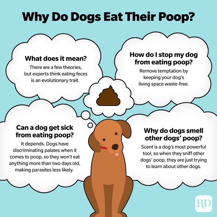 RD Why Do Dogs Eat Their Poop Infographic V2 ?resize=700