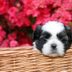 Can You Guess the Dog Breed Based on its Puppy Picture?