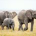 How Smart Are Elephants Really?