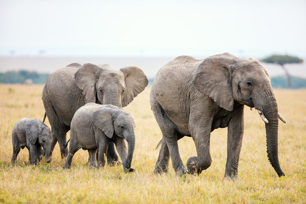 How Smart Are Elephants Really? | Trusted Since 1922