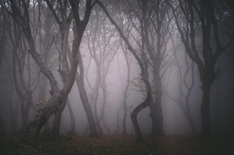 True Stories From The Most Haunted Forests In The World - 