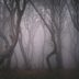 12 True Stories from the Most Haunted Forests in the World