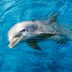 Why Dolphins Are Some of the Smartest Creatures on the Planet